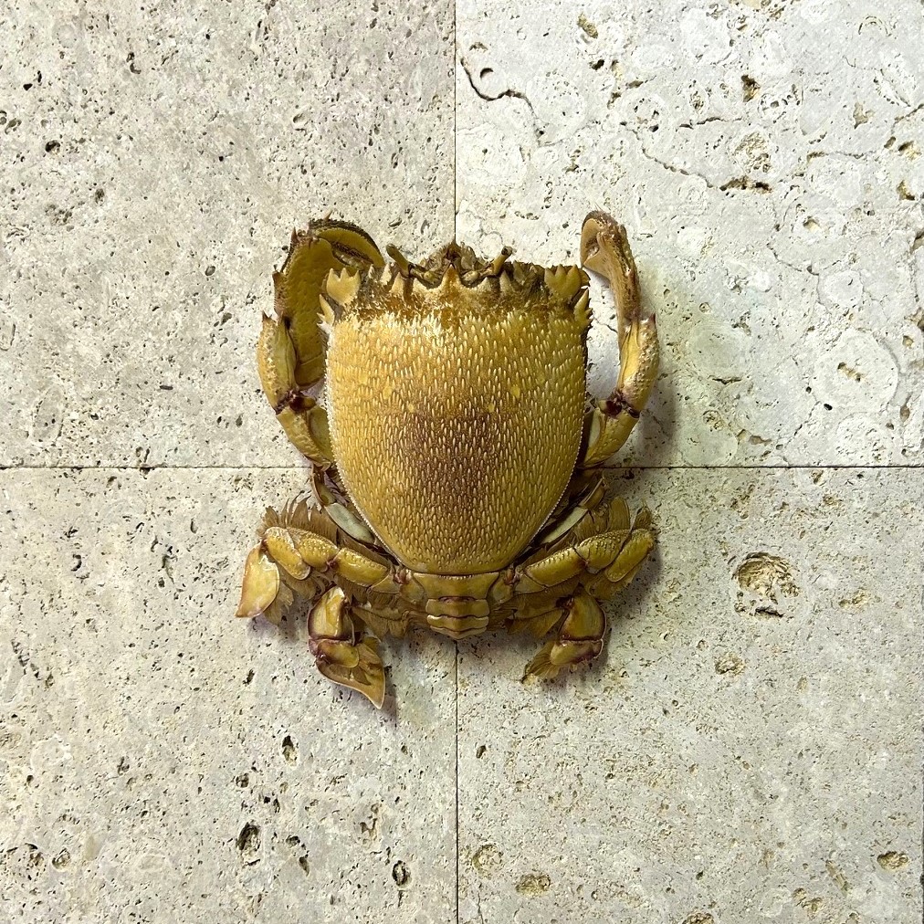 貝 サンゴ 夜光貝